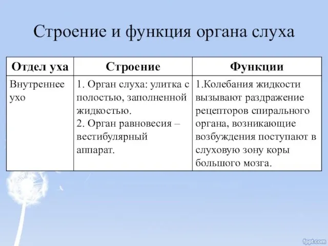 Строение и функция органа слуха