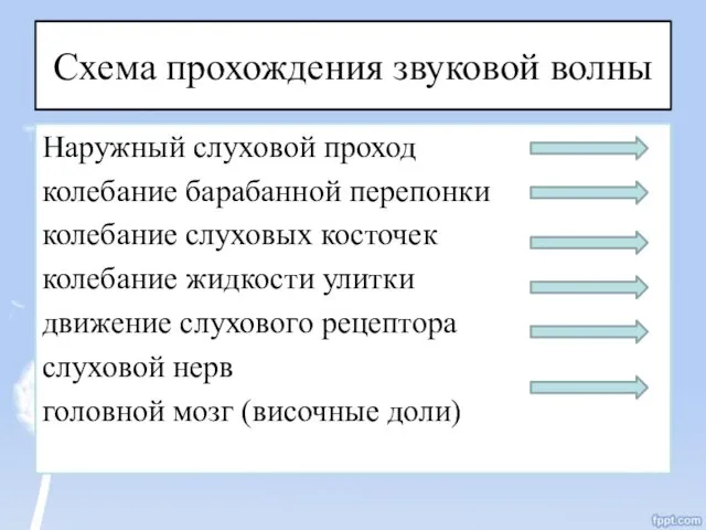 Схема прохождения звуковой волны Наружный слуховой проход колебание барабанной перепонки