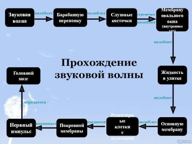 Звуковая волна Барабанную перепонку Слуховые косточки Мембрану овального окна (внутреннее