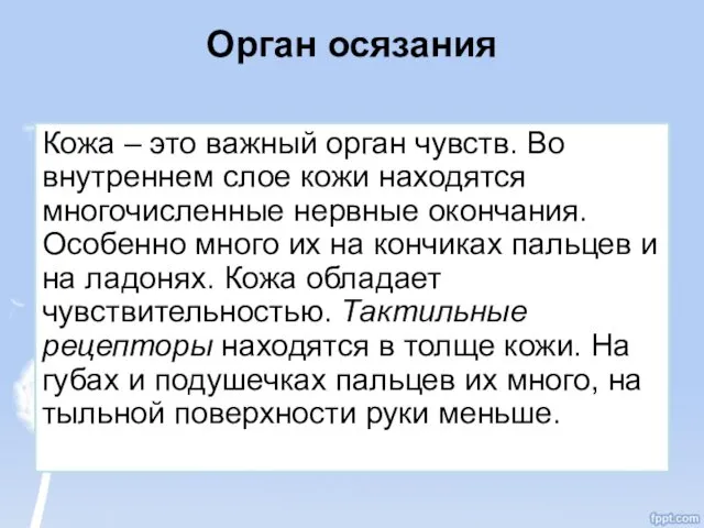 Орган осязания Кожа – это важный орган чувств. Во внутреннем