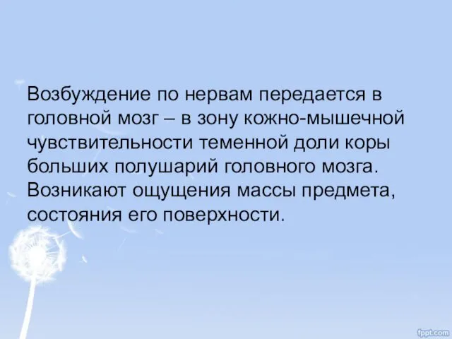 Возбуждение по нервам передается в головной мозг – в зону