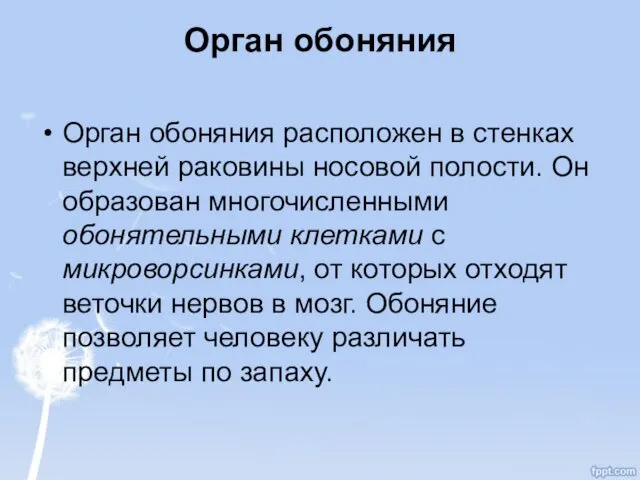 Орган обоняния Орган обоняния расположен в стенках верхней раковины носовой