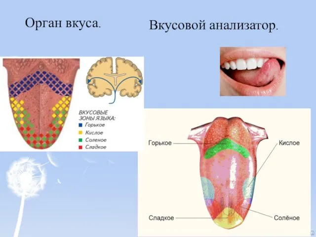 Орган вкуса. Вкусовой анализатор.
