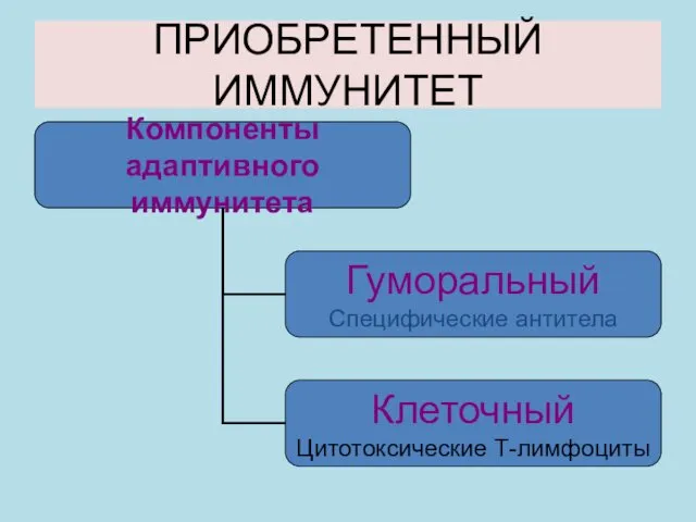 ПРИОБРЕТЕННЫЙ ИММУНИТЕТ