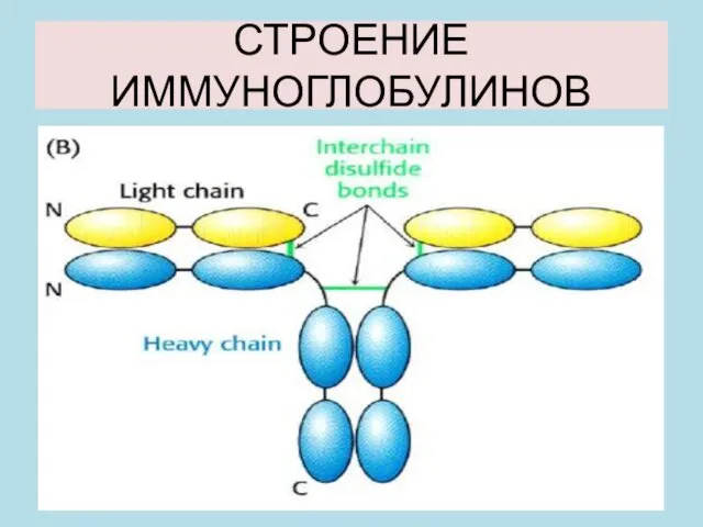 СТРОЕНИЕ ИММУНОГЛОБУЛИНОВ