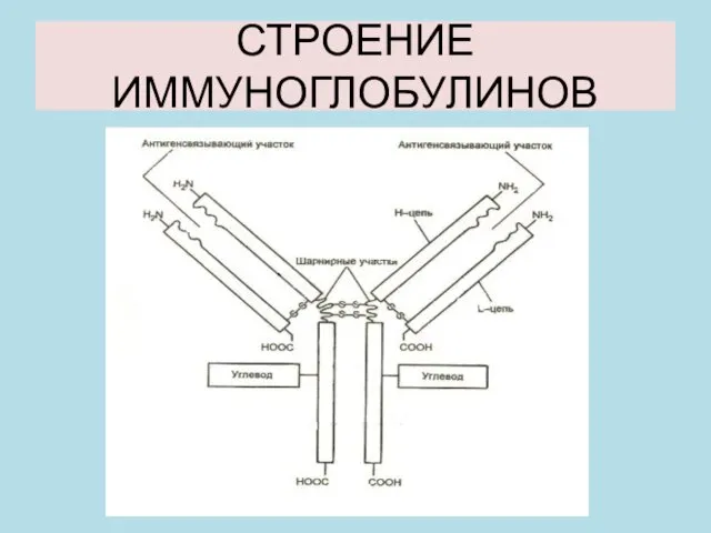 СТРОЕНИЕ ИММУНОГЛОБУЛИНОВ