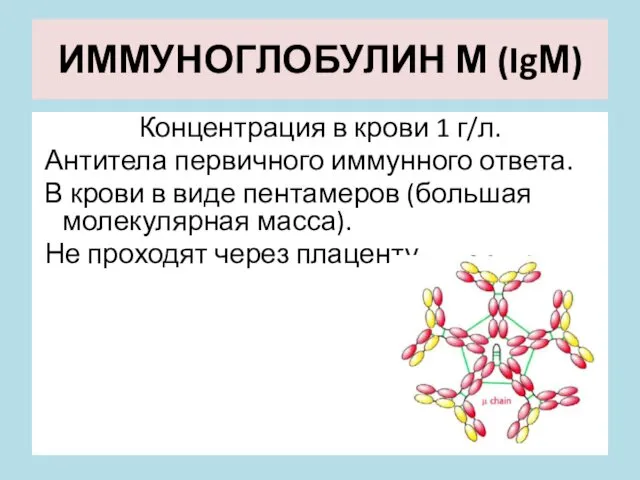 ИММУНОГЛОБУЛИН М (IgМ) Концентрация в крови 1 г/л. Антитела первичного