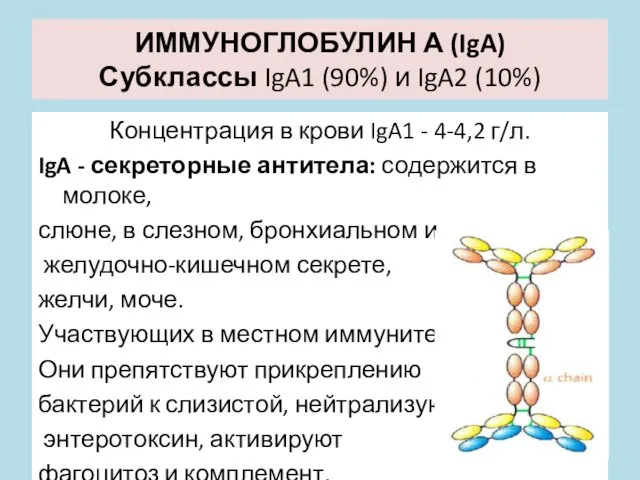 ИММУНОГЛОБУЛИН А (IgA) Субклассы IgA1 (90%) и IgA2 (10%) Концентрация