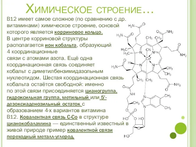 Химическое строение… B12 имеет самое сложное (по сравнению с др.
