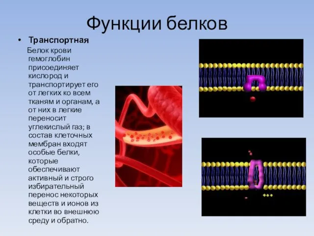 Функции белков Транспортная Белок крови гемоглобин присоединяет кислород и транспортирует