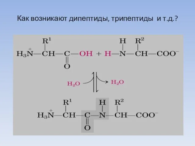 Как возникают дипептиды, трипептиды и т.д.?