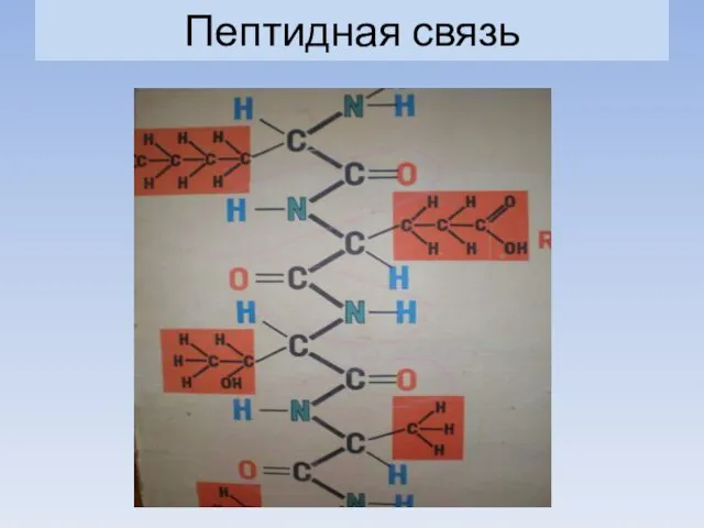 Пептидная связь