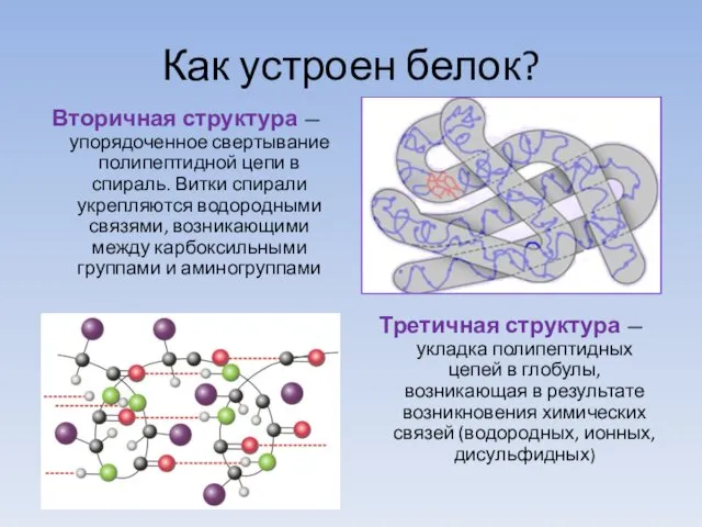 Как устроен белок? Вторичная структура — упорядоченное свертывание полипептидной цепи