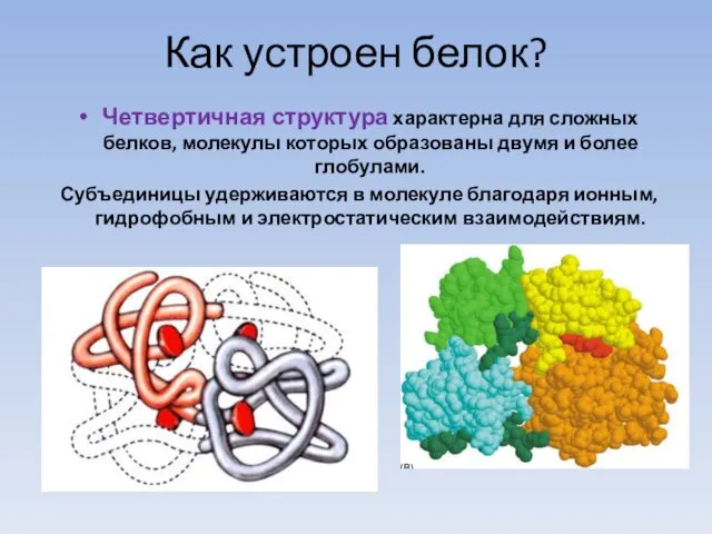 Как устроен белок? Четвертичная структура характерна для сложных белков, молекулы