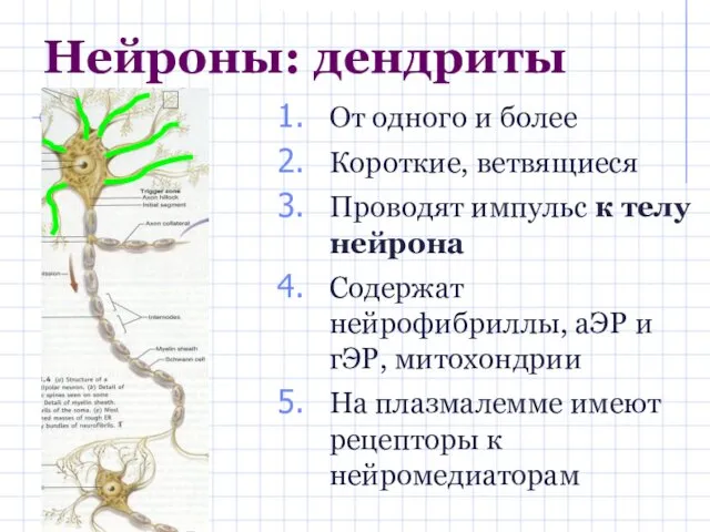 Нейроны: дендриты От одного и более Короткие, ветвящиеся Проводят импульс