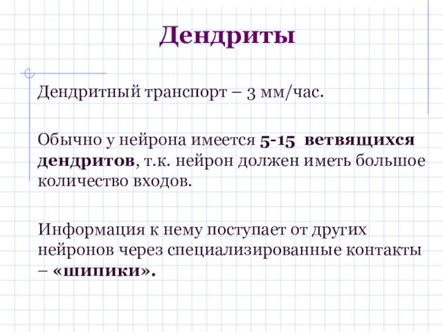 Дендриты Дендритный транспорт – 3 мм/час. Обычно у нейрона имеется