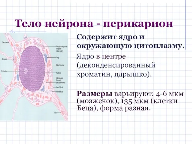 Тело нейрона - перикарион Содержит ядро и окружающую цитоплазму. Ядро