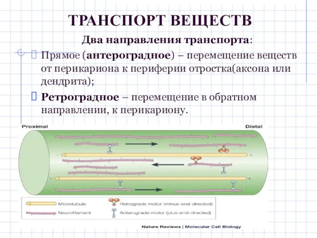 Два направления транспорта: Прямое (антероградное) – перемещение веществ от перикариона