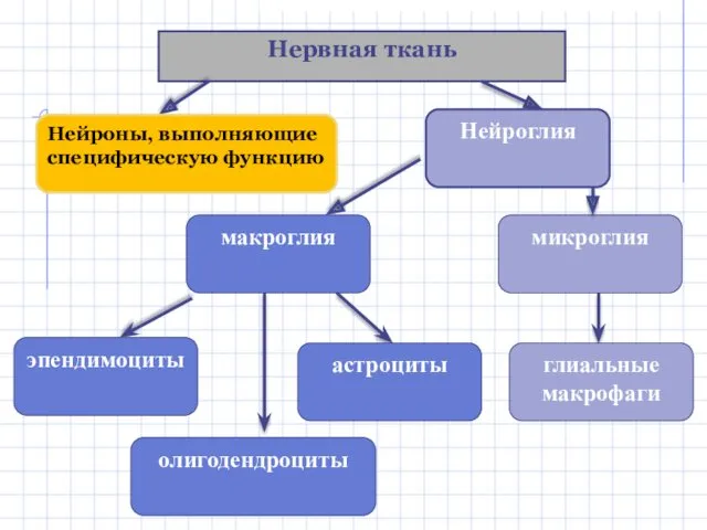 Нервная ткань Нейроны, выполняющие специфическую функцию Нейроглия макроглия микроглия глиальные макрофаги эпендимоциты астроциты олигодендроциты