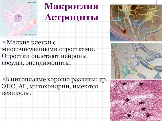 Мелкие клетки с многочисленными отростками. Отростки оплетают нейроны, сосуды, эпендимоциты.