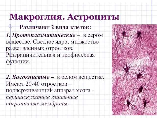 Различают 2 вида клеток: 1. Протоплазматические – в сером веществе.