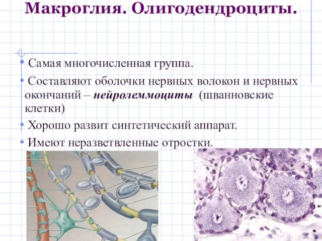 Макроглия. Олигодендроциты. Самая многочисленная группа. Составляют оболочки нервных волокон и