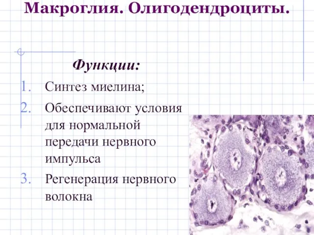 Макроглия. Олигодендроциты. Функции: Синтез миелина; Обеспечивают условия для нормальной передачи нервного импульса Регенерация нервного волокна