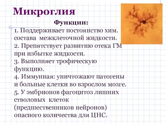 Микроглия Функции: 1. Поддерживает постоянство хим. состава межклеточной жидкости. 2.