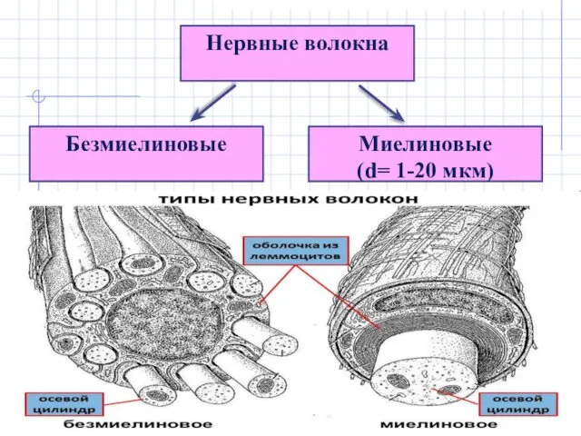 Нервные волокна Безмиелиновые Миелиновые (d= 1-20 мкм)