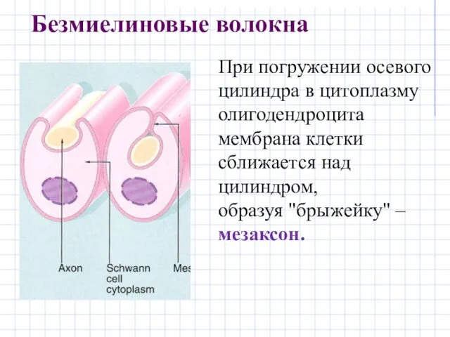 При погружении осевого цилиндра в цитоплазму олигодендроцита мембрана клетки сближается