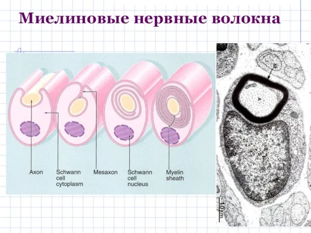 Миелиновые нервные волокна