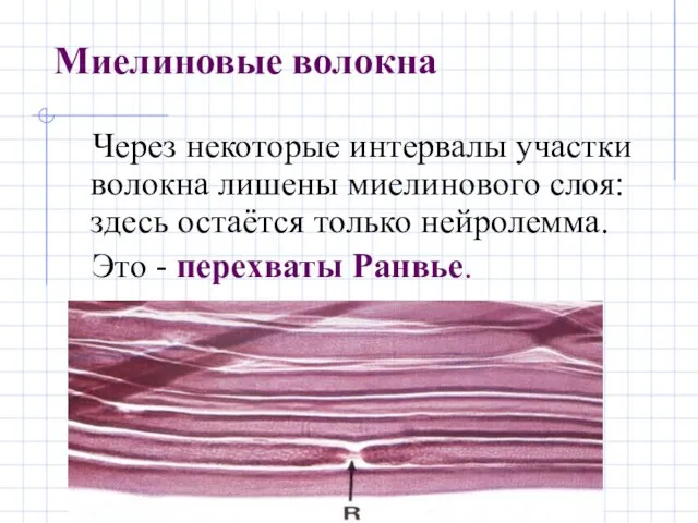 Миелиновые волокна Через некоторые интервалы участки волокна лишены миелинового слоя: