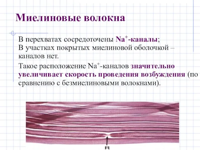 Миелиновые волокна В перехватах сосредоточены Na+-каналы; В участках покрытых миелиновой