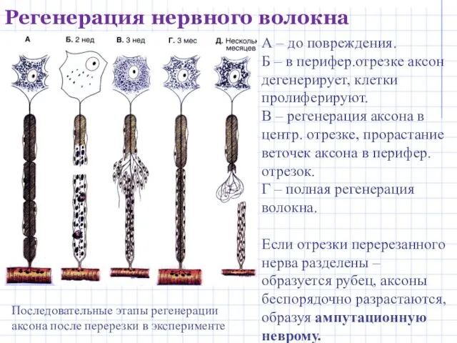 Регенерация нервного волокна Последовательные этапы регенерации аксона после перерезки в