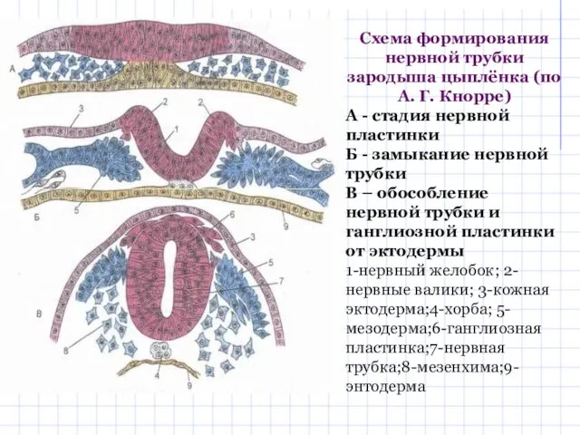 Схема формирования нервной трубки зародыша цыплёнка (по А. Г. Кнорре)