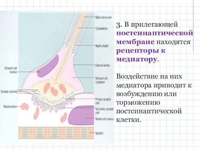 3. В прилегающей постсинаптической мембране находятся рецепторы к медиатору. Воздействие