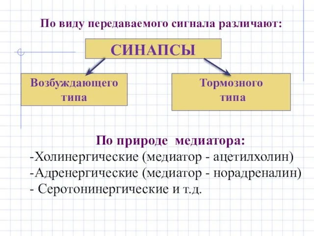 По виду передаваемого сигнала различают: СИНАПСЫ Возбуждающего типа Тормозного типа