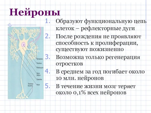 Нейроны Образуют функциональную цепь клеток – рефлекторные дуги После рождения