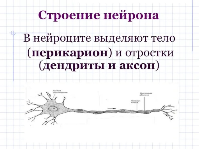 Строение нейрона В нейроците выделяют тело (перикарион) и отростки (дендриты и аксон)