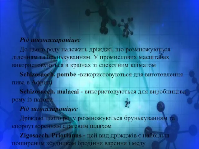 Рід шизосахароміцес До цього роду належать дріжджі, що розмножуються діленням