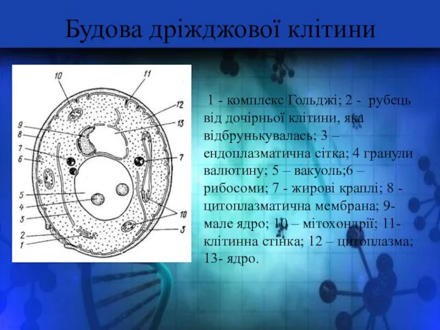 Будова дріжджової клітини 1 - комплекс Гольджі; 2 - рубець