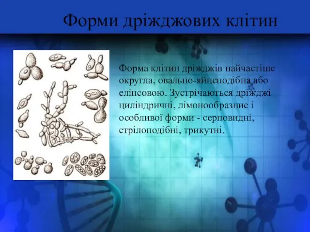 Форми дріжджових клітин Форма клітин дріжджів найчастіше округла, овально-яйцеподібна або