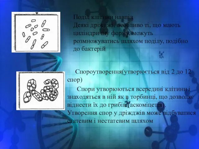 Спороутворення(утворюється від 2 до 12 спор) Спори утворюються всередині клітини