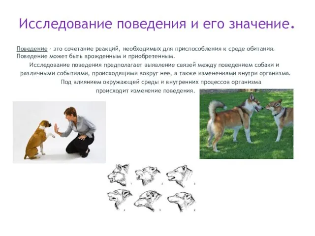 Исследование поведения и его значение. Поведение - это сочетание реакций,