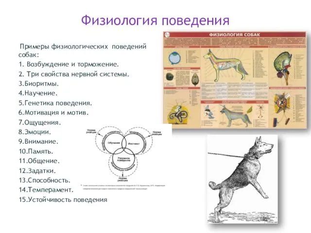 Физиология поведения Примеры физиологических поведений собак: 1. Возбуждение и торможение.