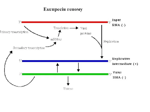 Експресія геному