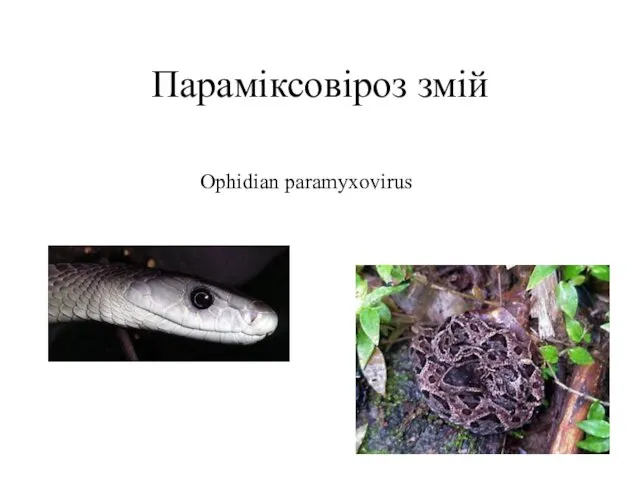 Параміксовіроз змій Ophidian paramyxovirus