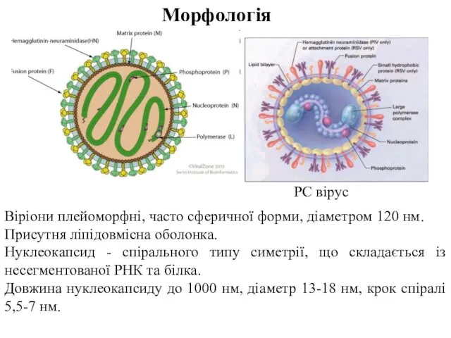 Віріони плейоморфні, часто сферичної форми, діаметром 120 нм. Присутня ліпідовмісна