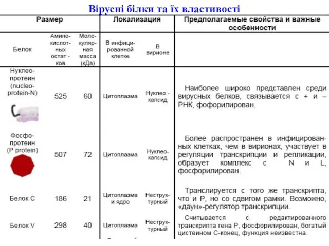 Вірусні білки та їх властивості