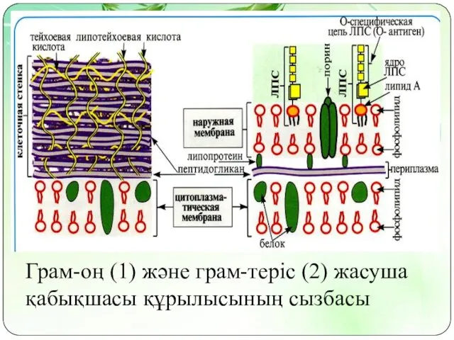 Грам-оң (1) және грам-теріс (2) жасуша қабықшасы құрылысының сызбасы